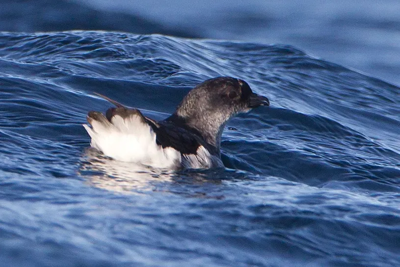 File:Pelecanoides urinatrix 2 - SE Tasmania.jpg