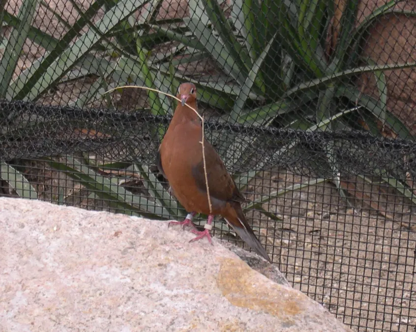 File:Zenaida graysoni.jpg