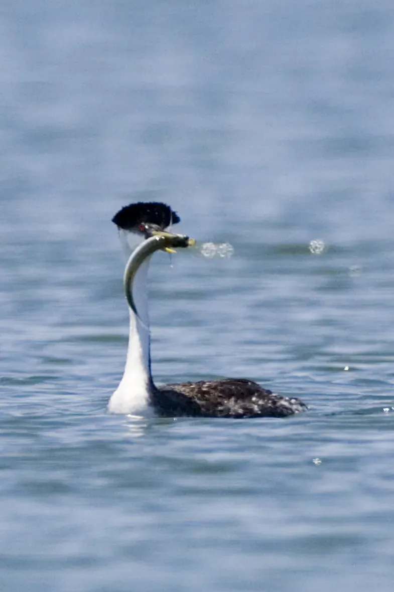 File:Aechmophorus clarkii with fish.jpg