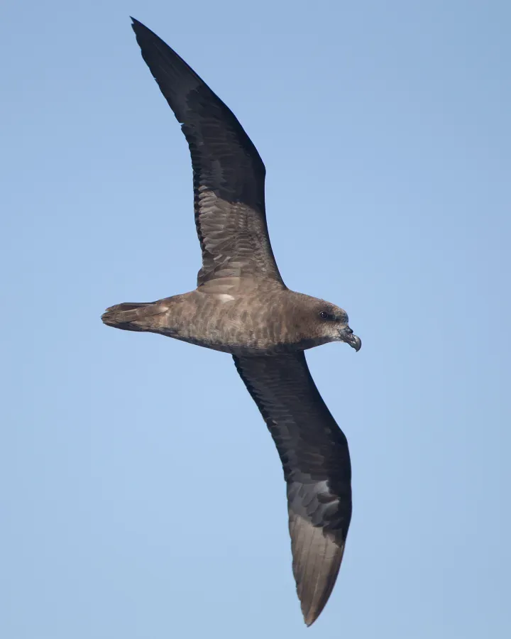 File:Pterodroma macroptera in flight 5 - SE Tasmania.jpg