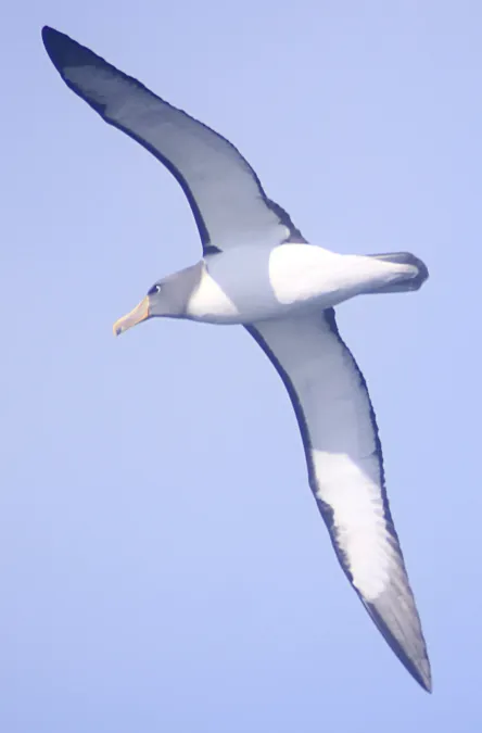 File:Chatham Albatross (Thalassarche eremita) in flight.jpg