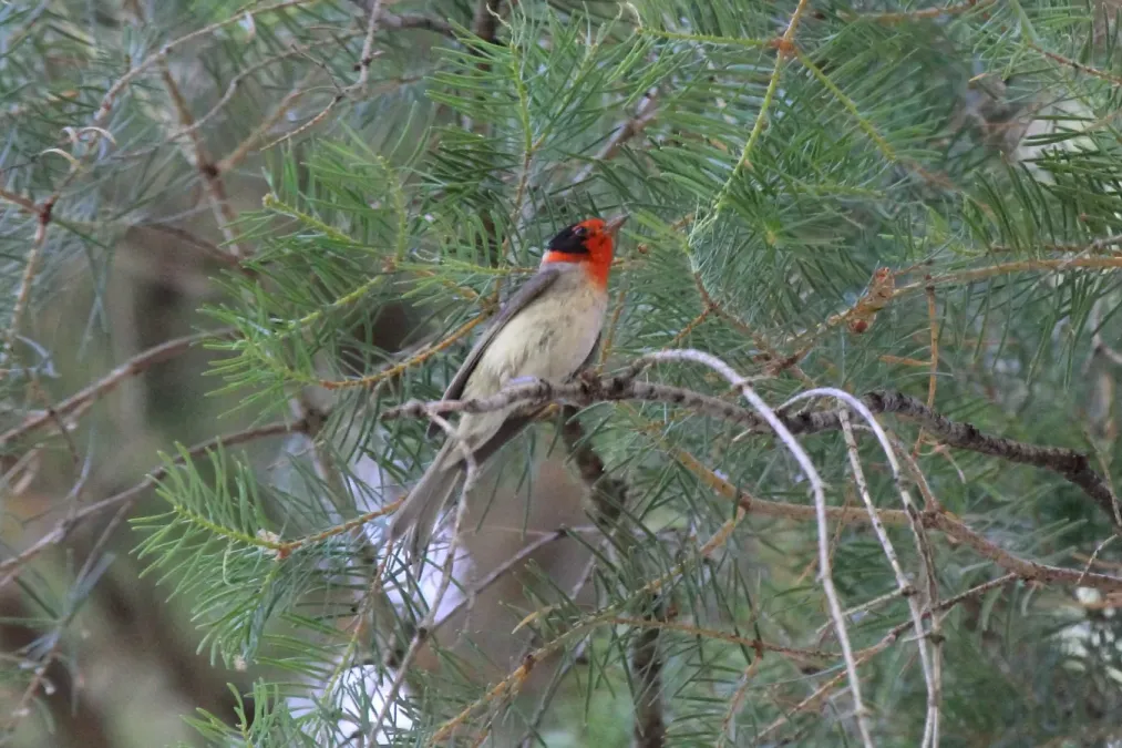 File:Red-faced Warbler (Cardellina rubrifrons) (7749646616).jpg