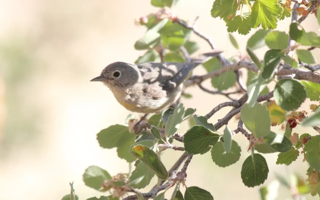 File:Virginias Warbler (Leiothlypis virginiae) (2).jpg