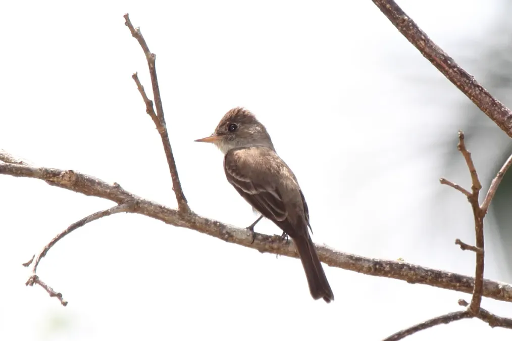 File:Tropical Pewee BEL (Contopus cinereus) (7264654390).jpg