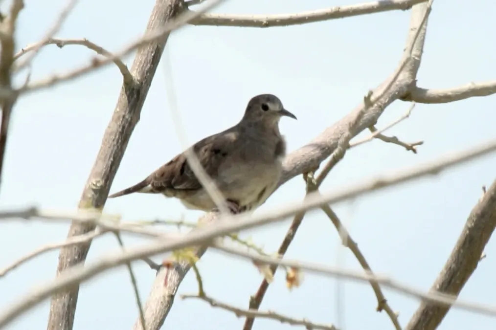 File:Plain-breasted Ground Dove (Columbina minuta), Belize (7264650850).jpg