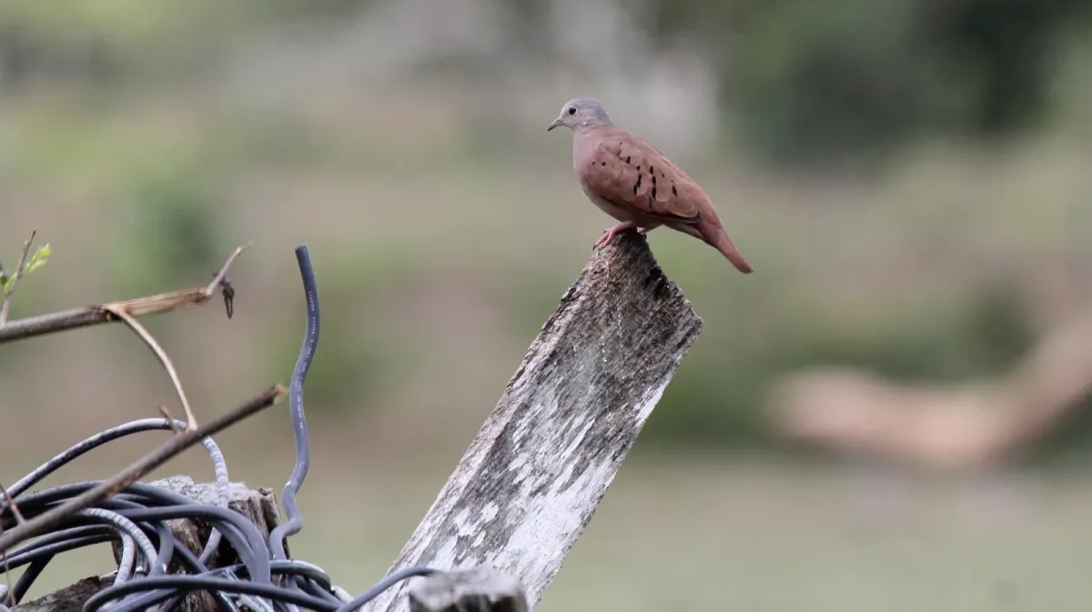 File:Ruddy Ground-Dove (Columbina talpacoti) (7264644374).jpg