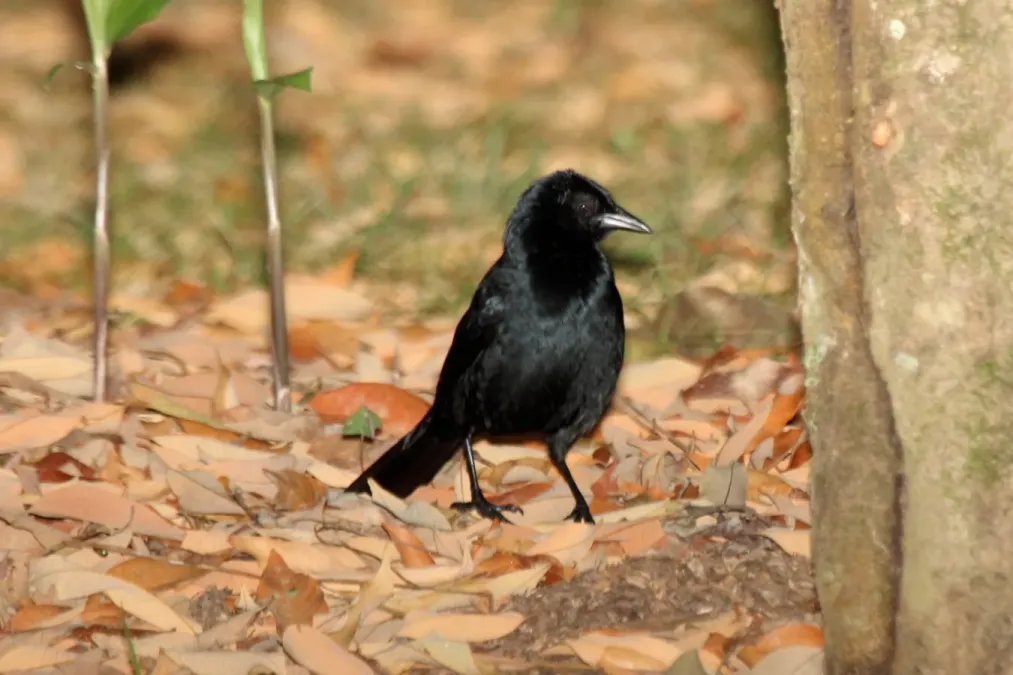 File:Melodious Blackbird (Dives dives) (7223121132).jpg