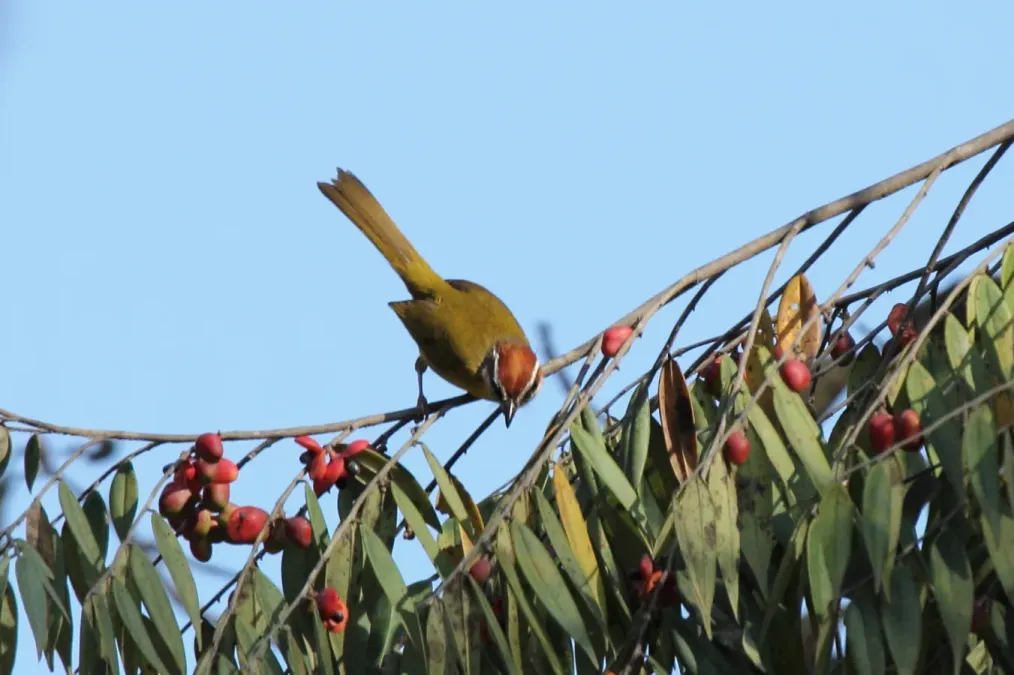 File:Rufous-capped Warbler (Basileuterus rufifrons) (7223107310).jpg