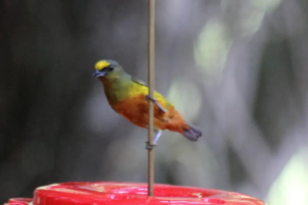 File:Olive-backed Euphonia (Euphonia gouldi) (7223114136).jpg