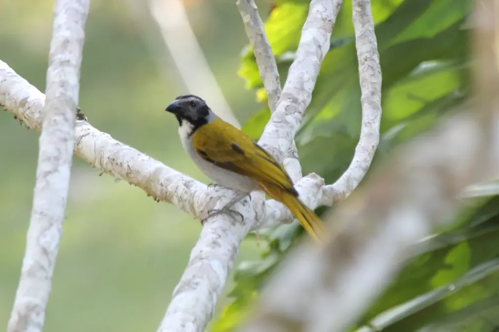 File:Black-headed Saltator (Saltator atriceps) (7223108982).jpg