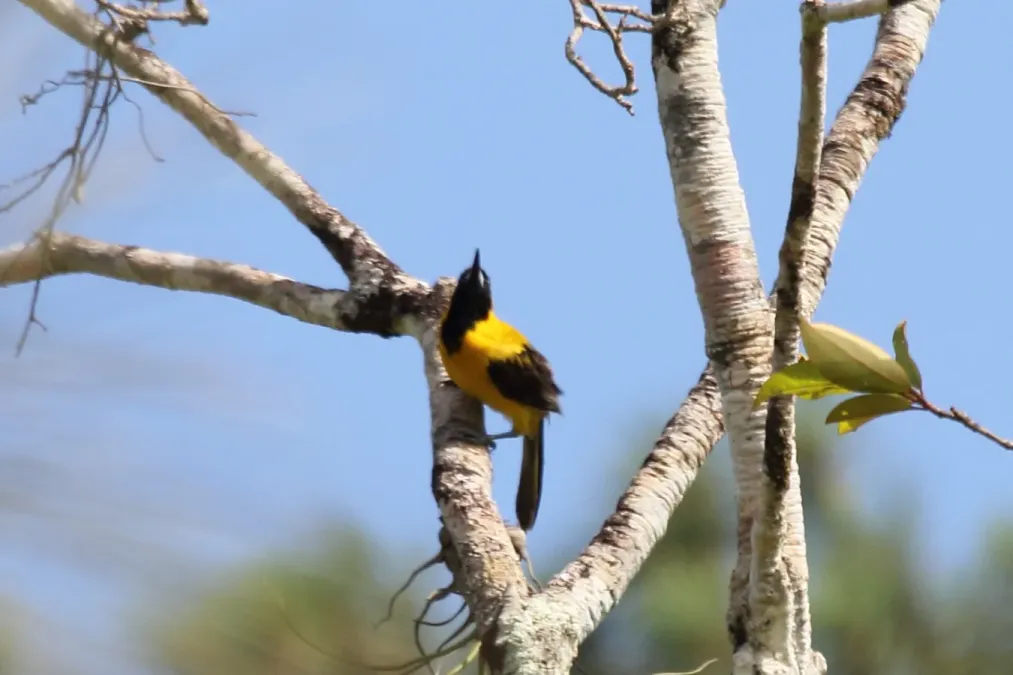 File:Yellow-backed Oriole (Icterus chrysater) (7223101358).jpg
