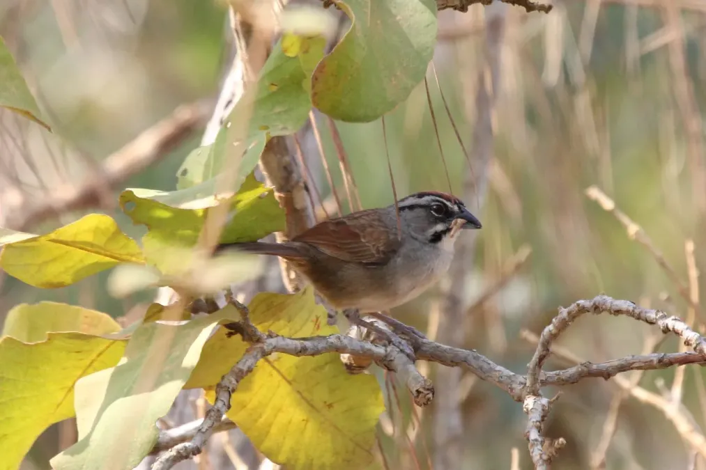 File:Rusty Sparrow (Aimophila rufescens) 1 (7223100562).jpg