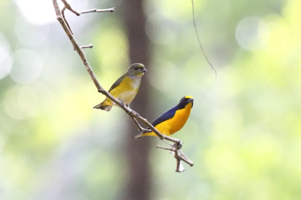 File:Yellow-throated Euphonia (Euphonia hirundinacea) (7223105884).jpg