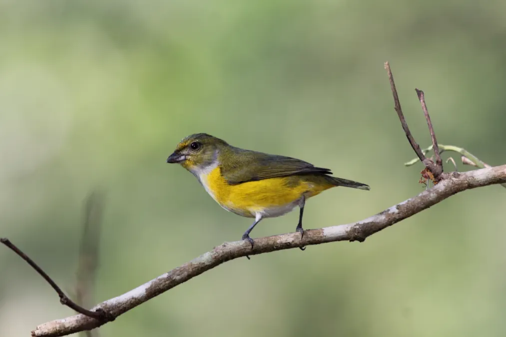 File:Yellow-throated Euphonia (Euphonia hirundinacea) (7223095834).jpg