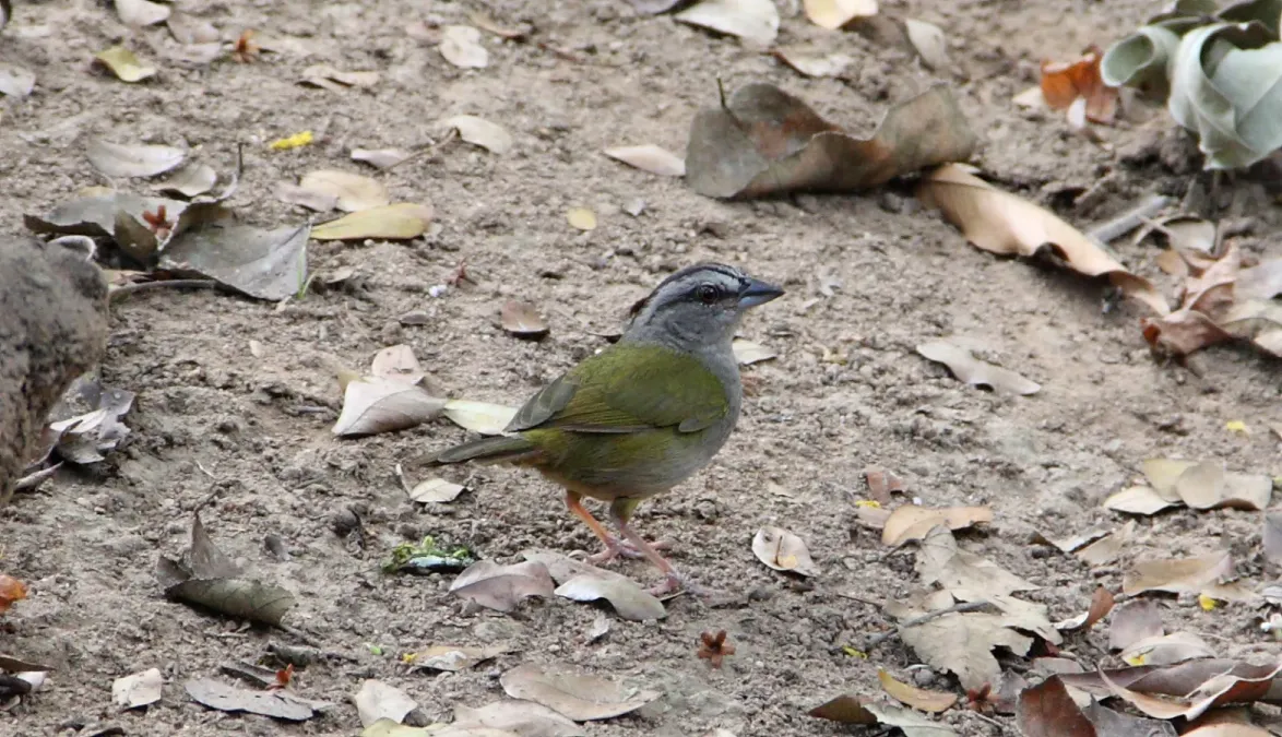 File:Green-backed Sparrow (Arremonops chloronotus) (7223086396).jpg