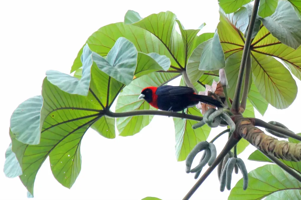 File:Crimson-collared Tanager (Ramphocelus sanguinolentus) (7223084992).jpg