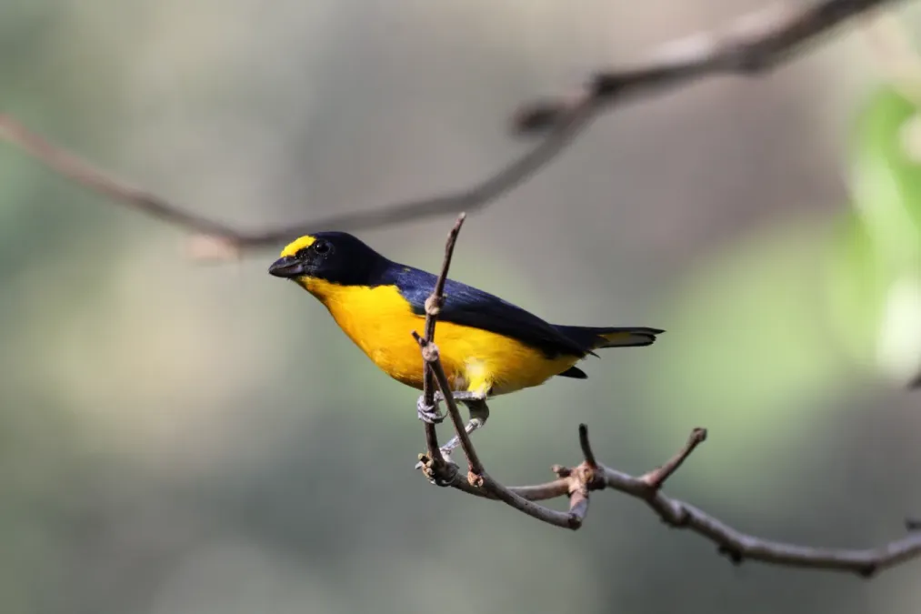 File:Yellow-throated Euphonia (Euphonia hirundinacea) (7223080612).jpg