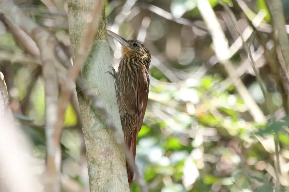 File:Ivory-billed Woodcreeper (Xiphorhynchus flavigaster) (7222963628).jpg