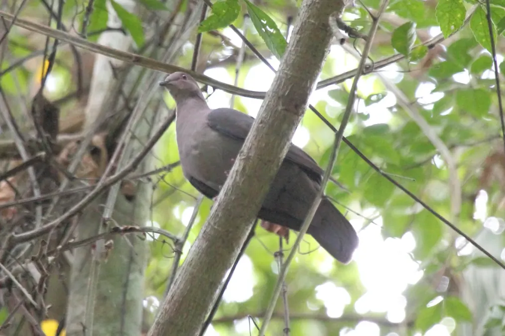 File:Short-billed Pigeon (Patagioenas nigrirostris) (7222830044).jpg