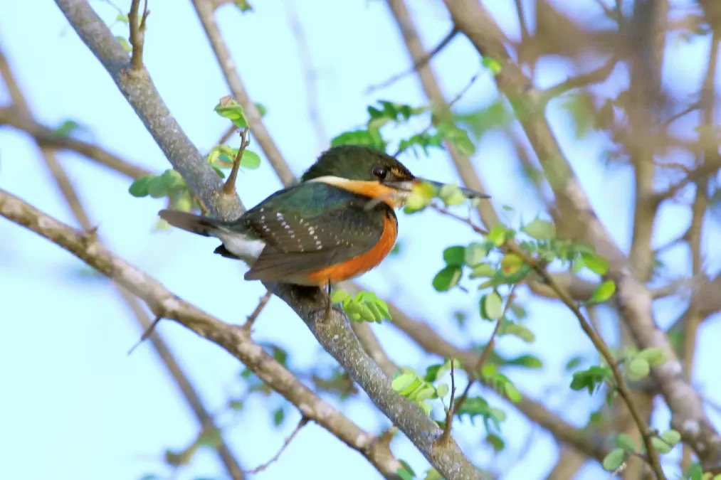 File:American Pygmy Kingfisher (Chloroceryle aenea) (7222794996).jpg