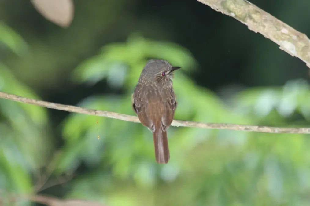 File:White-whiskered Puffbird (Malacoptila panamensis) (7222791910).jpg