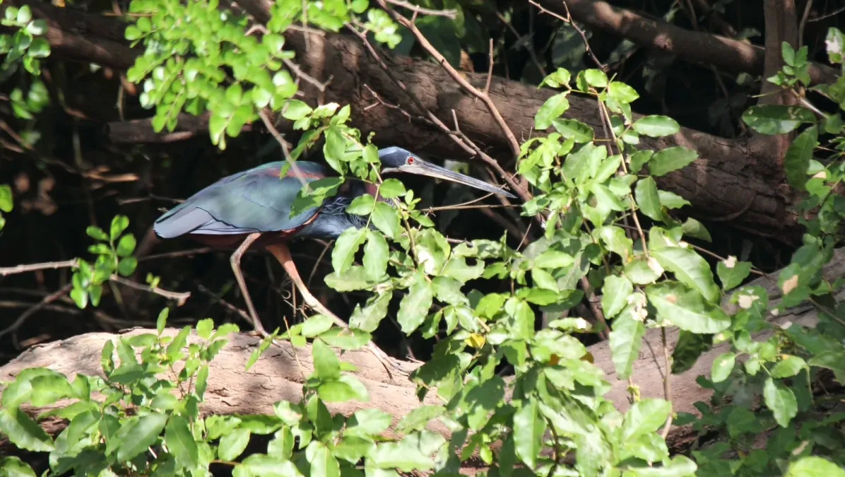 File:Agami Heron (Agamia agami) (7222559082).jpg
