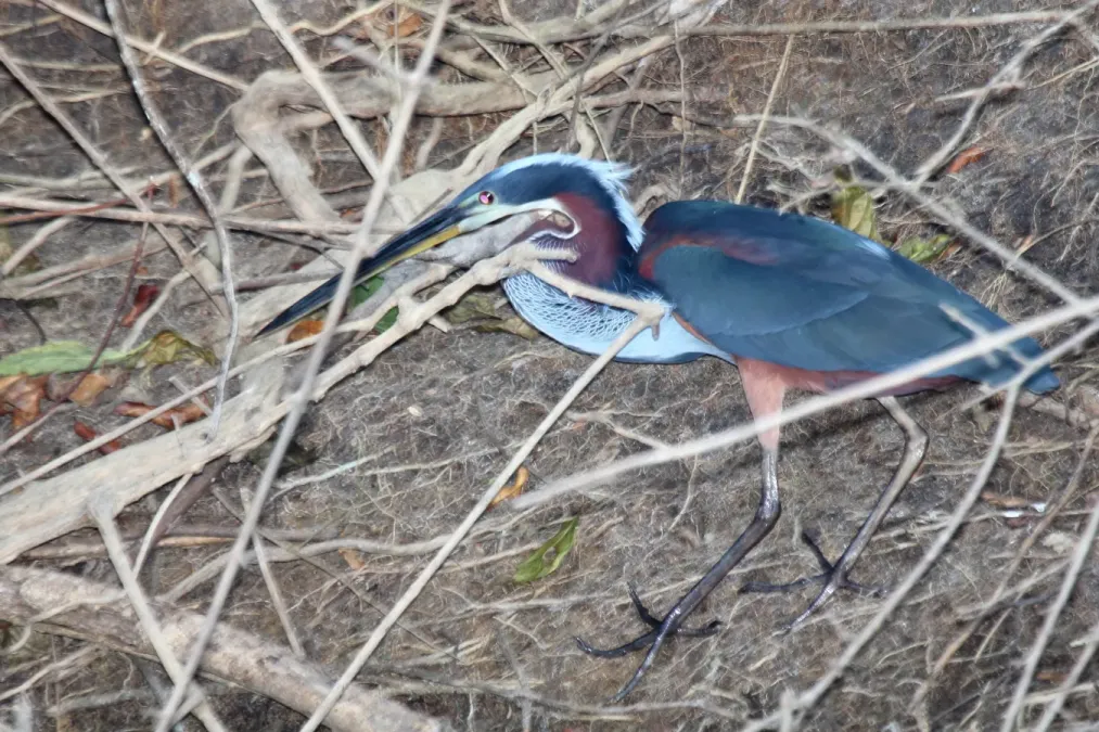 File:Agami Heron (Agamia agami) (7222553616).jpg