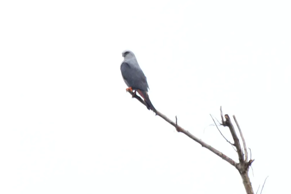 File:Plumbeous Kite (Ictinia plumbea) (7222540098).jpg