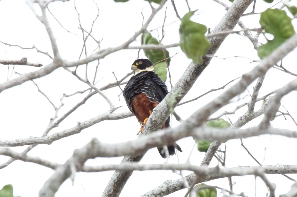 File:Bat Falcon (Falco rufigularis) (7222542612).jpg