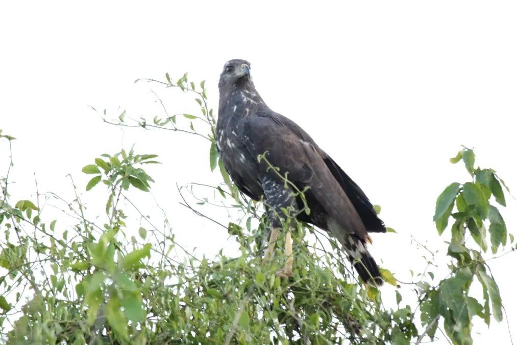 File:Great Black-Hawk (Buteogallus urubitinga) (7222536532).jpg