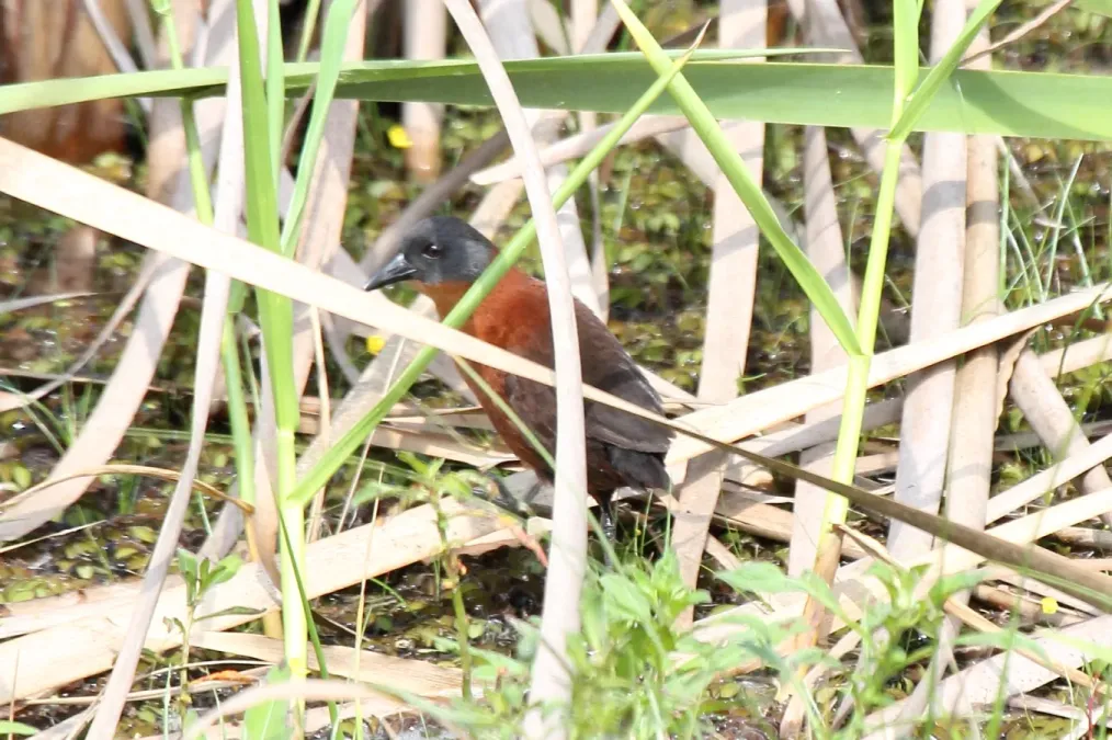 File:Ruddy Crake (Laterallus ruber) (7222532478).jpg