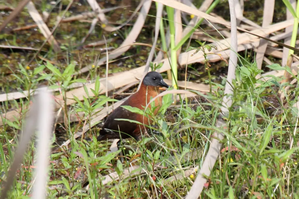 File:Ruddy Crake (Laterallus ruber) (7222530610).jpg