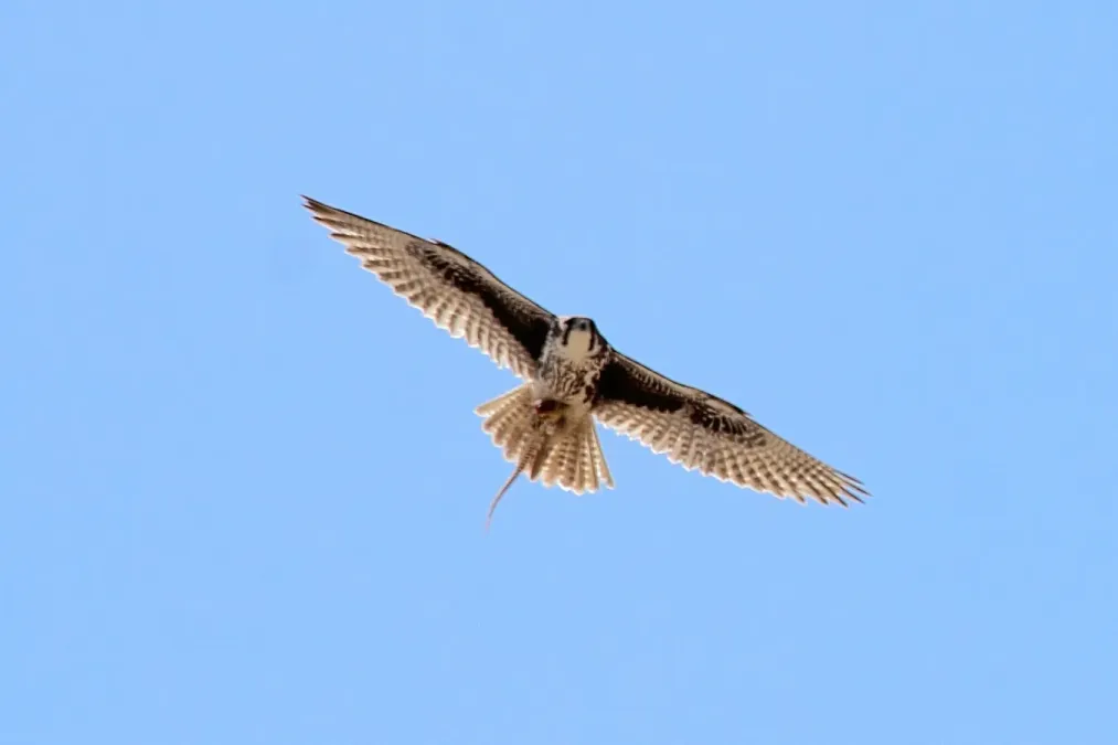 File:Prairie Falcon (Falco mexicanus) (7054312569).jpg