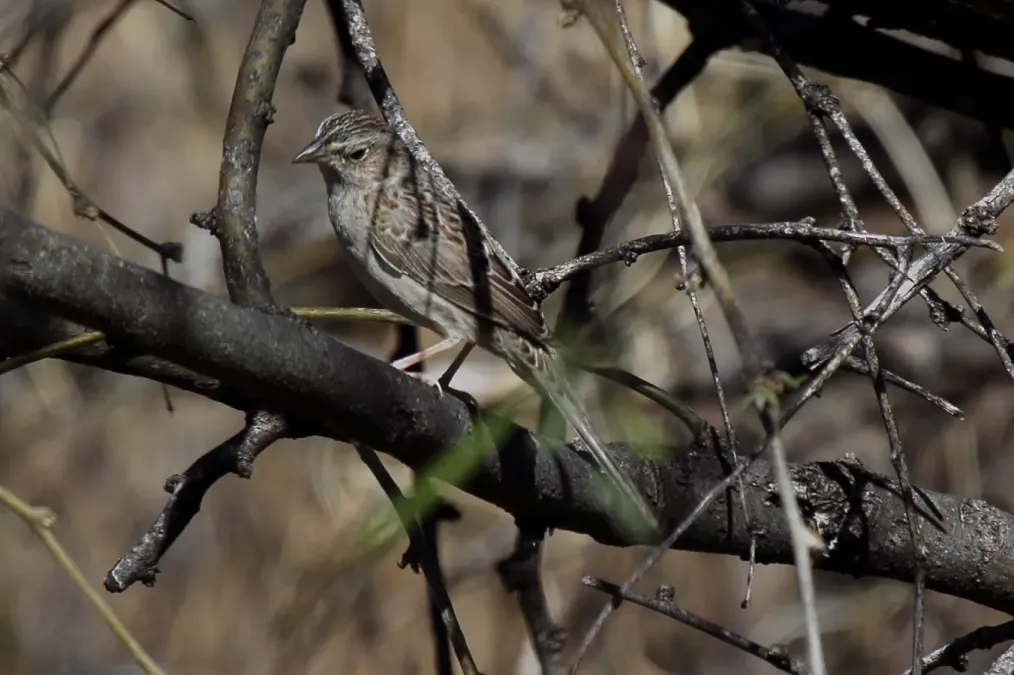 File:Cassins Sparrow Peucaea cassinii (6908217744).jpg