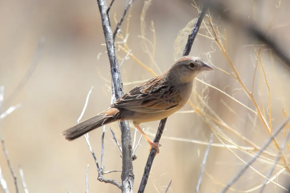 File:Botteris Sparrow Peucaea botterii arizonae (6908213208).jpg