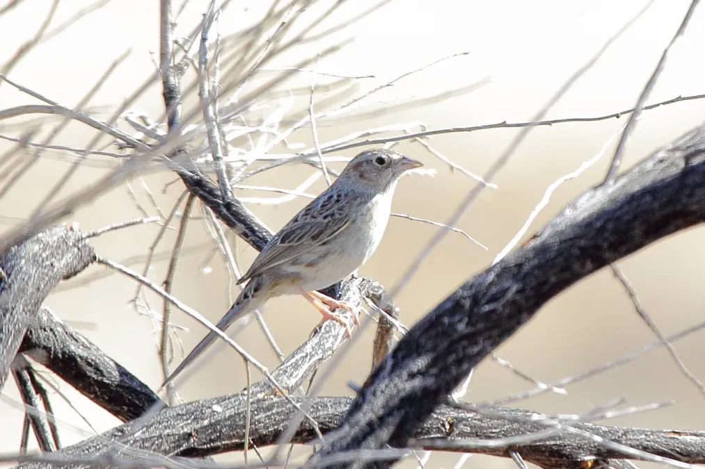 File:Cassins Sparrow Peucaea cassinii (6908216340).jpg