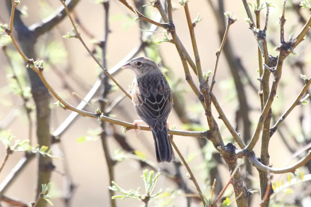 File:Botteris Sparrow Peucaea botterii arizonae (7054306841).jpg