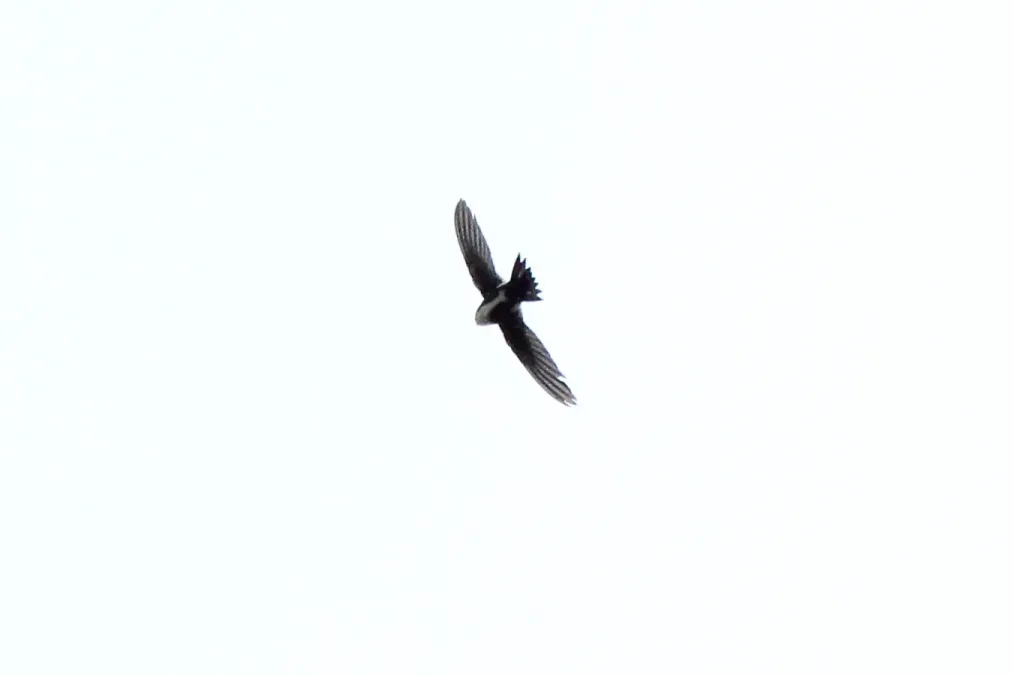 File:White-throated Swift (Aeronautes saxatalis) (6814242474).jpg