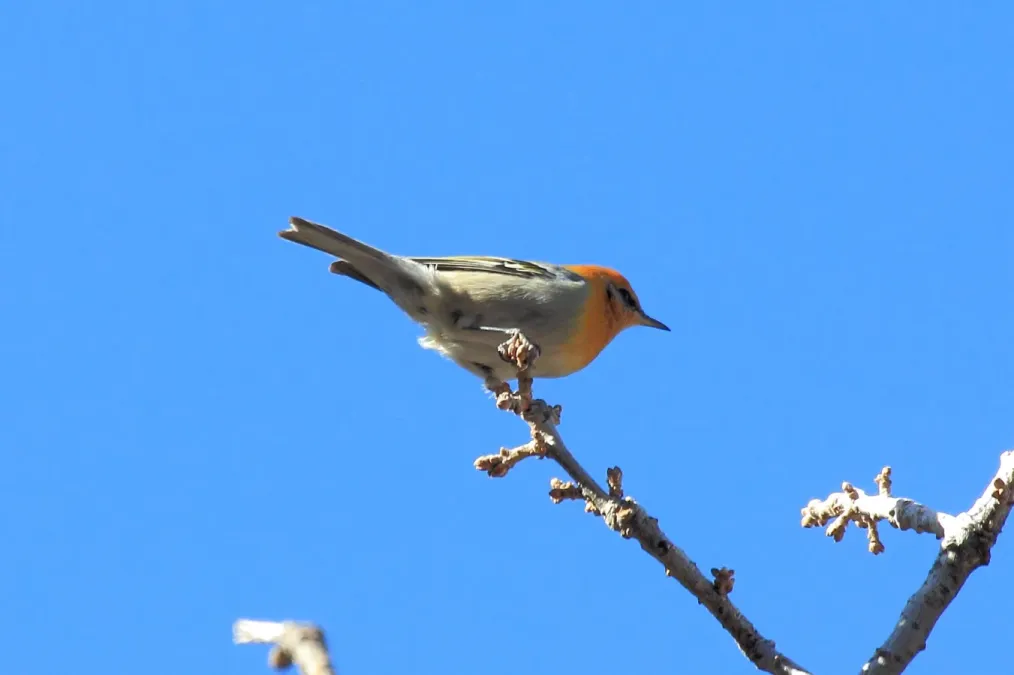 File:Olive Warbler (Peucedramus taeniatus) 1.jpg
