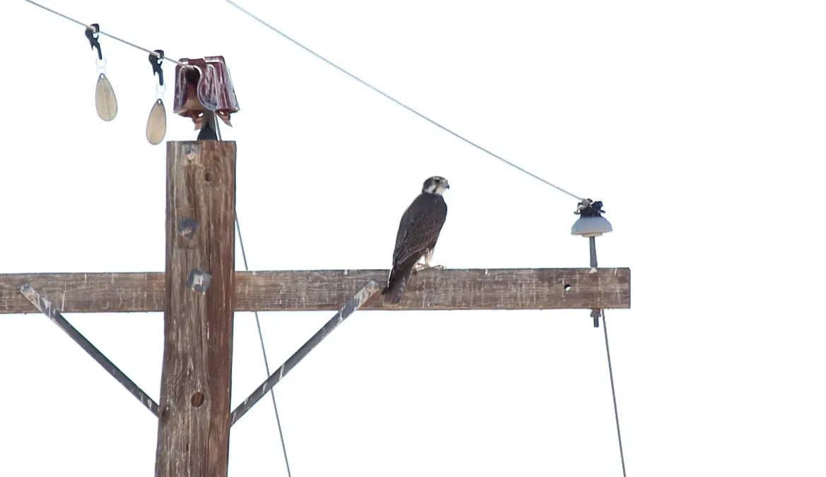 File:Prairie Falcon (Falco mexicanus) (6814235760).jpg