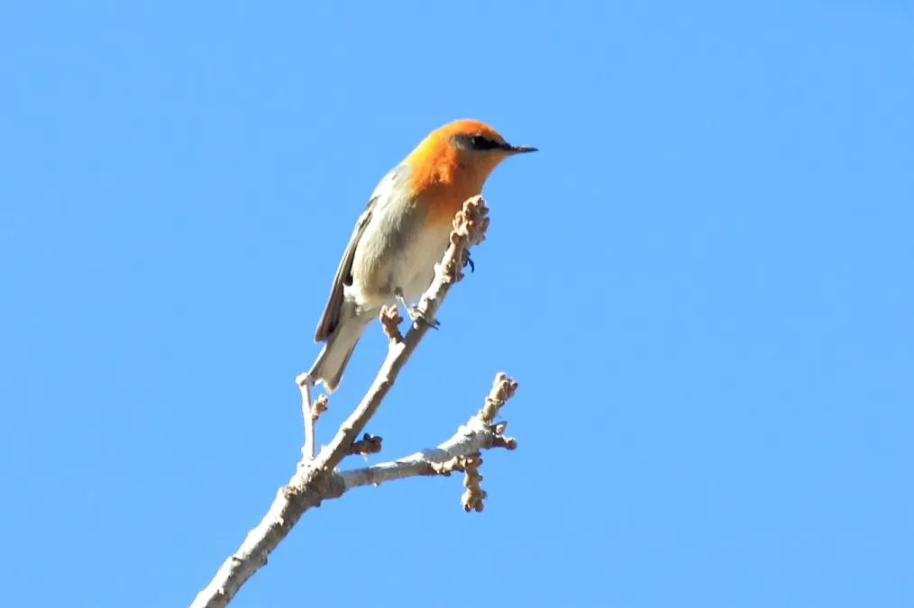 File:Olive Warbler (Peucedramus taeniatus) 2.jpg