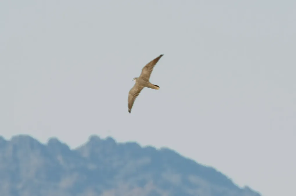 File:Prairie Falcon (Falco mexicanus) (6814235280).jpg