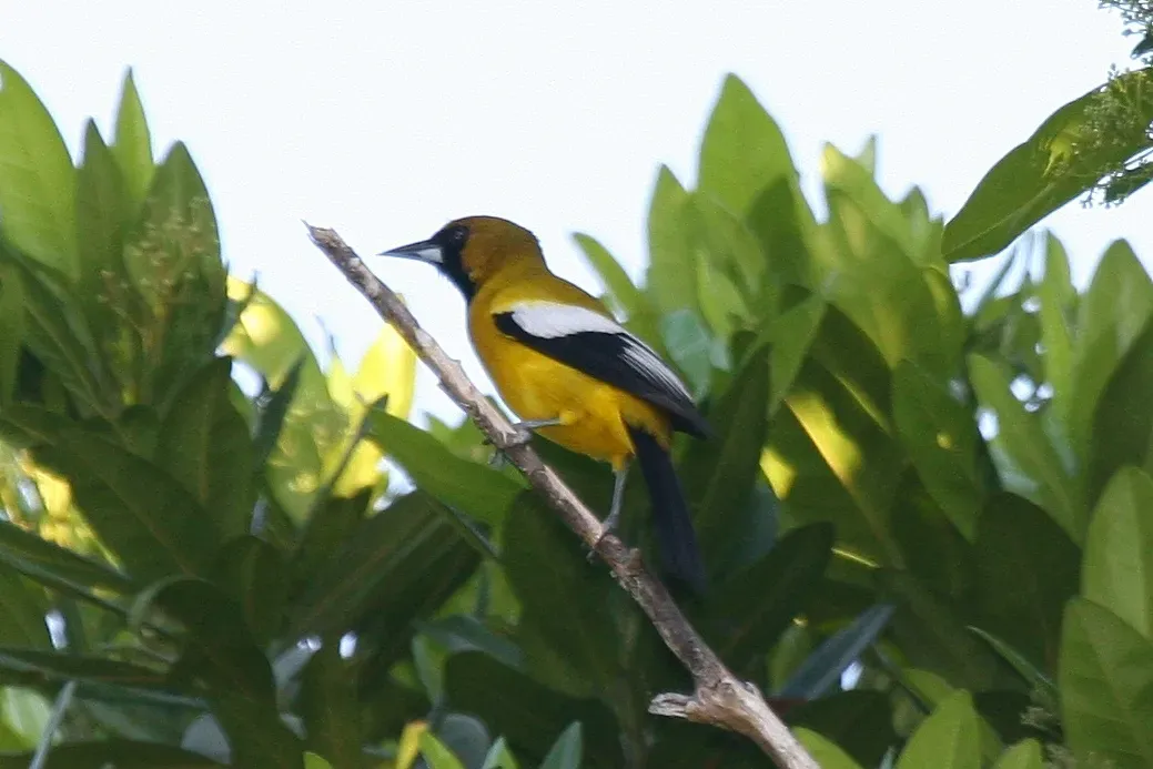 File:Jamaican Oriole (Icterus leucopteryx) (6499244635).jpg