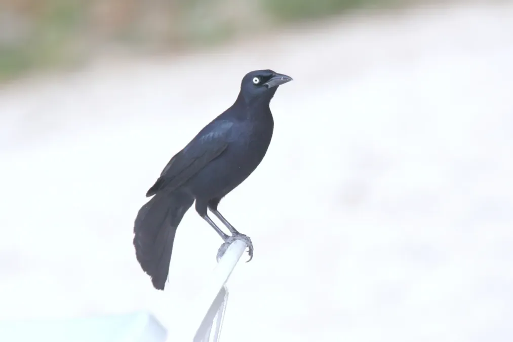 File:Greater Antillean Grackle (Quiscalus niger) (6499244333).jpg