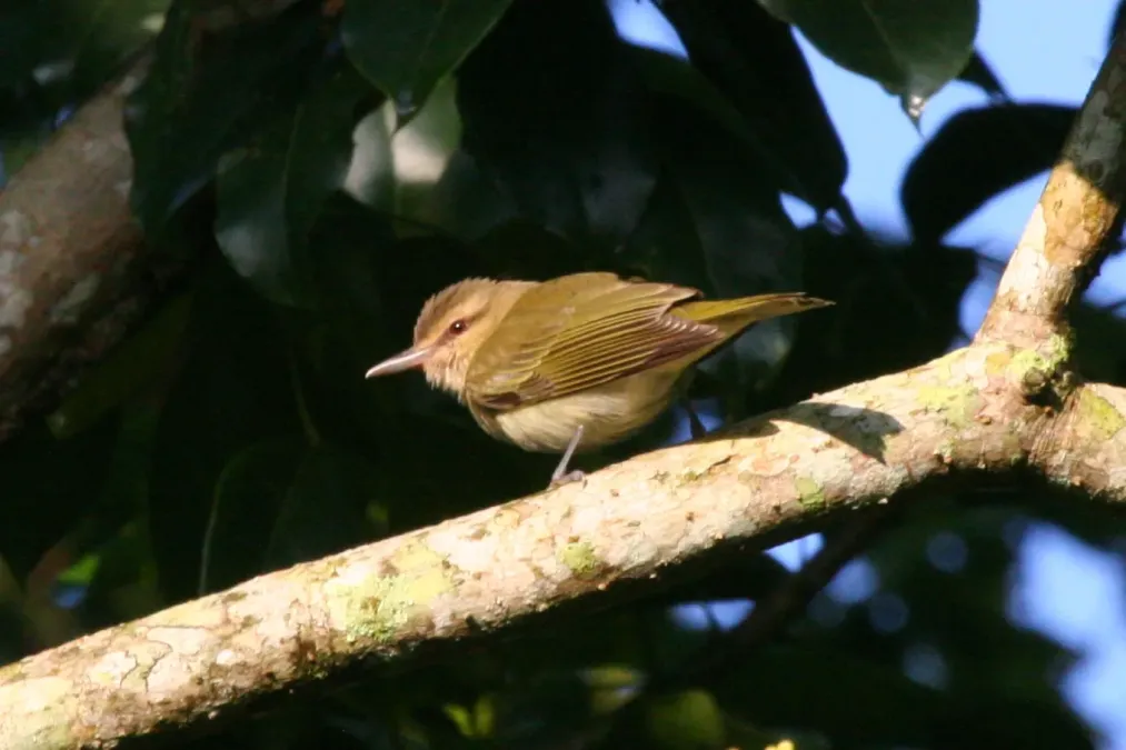 File:Black-whiskered Vireo (Vireo altiloquus) (6499240363).jpg