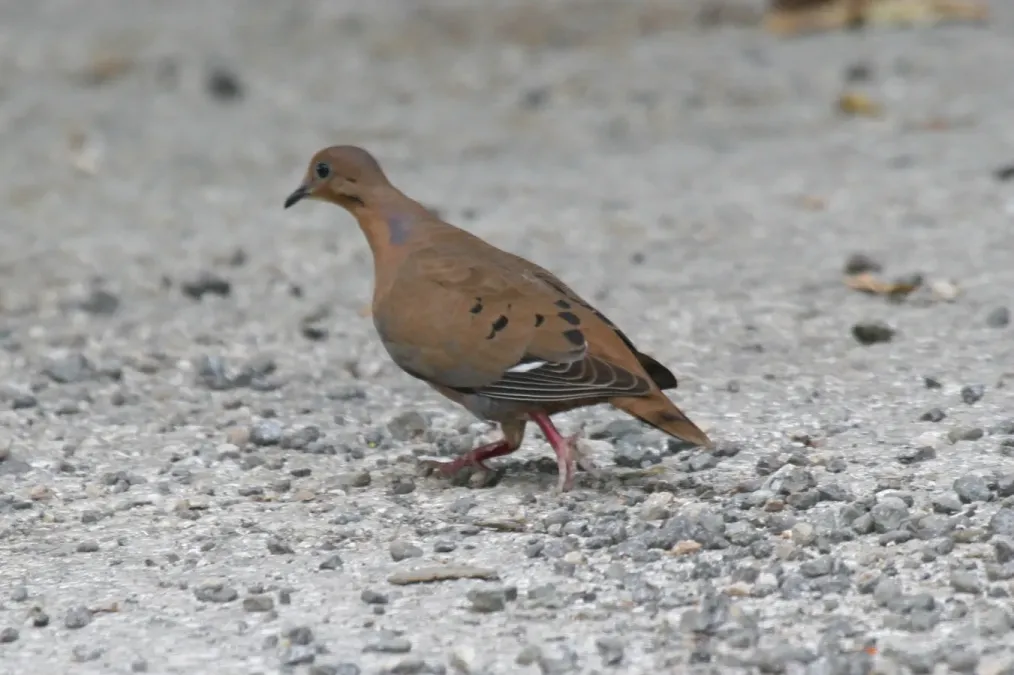 File:Zenaida Dove (Zenaida aurita) (6499242953).jpg