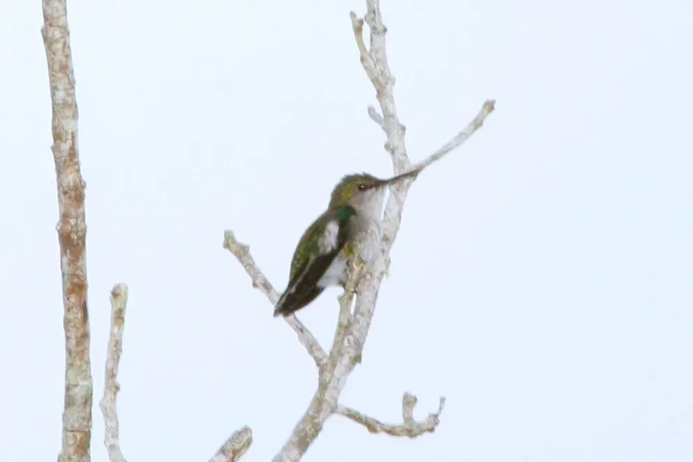 File:Vervain Hummingbird (Mellisuga minima) (6499238459).jpg