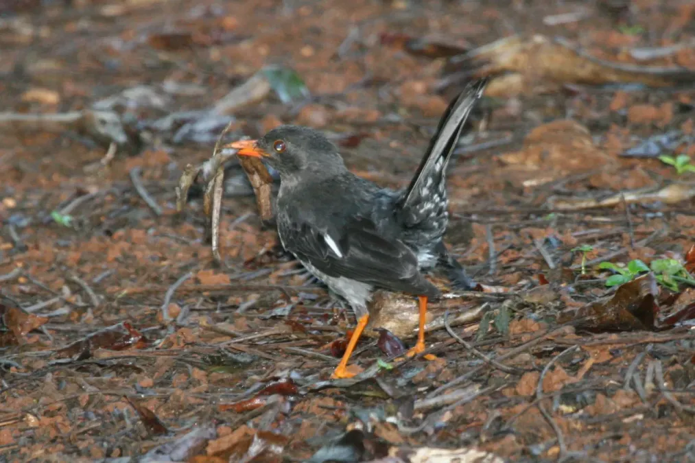 File:White-chinned Thrush (Turdus aurantius) (6499239617).jpg