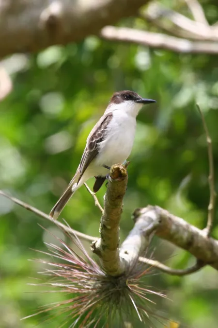 File:Loggerhead Kingbird (Tyrannus caudifasciatus) (6499238291).jpg