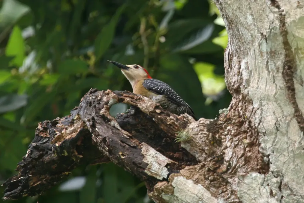 File:Jamaician Woodpecker (Melanerpes radiolatus) (6499237321).jpg